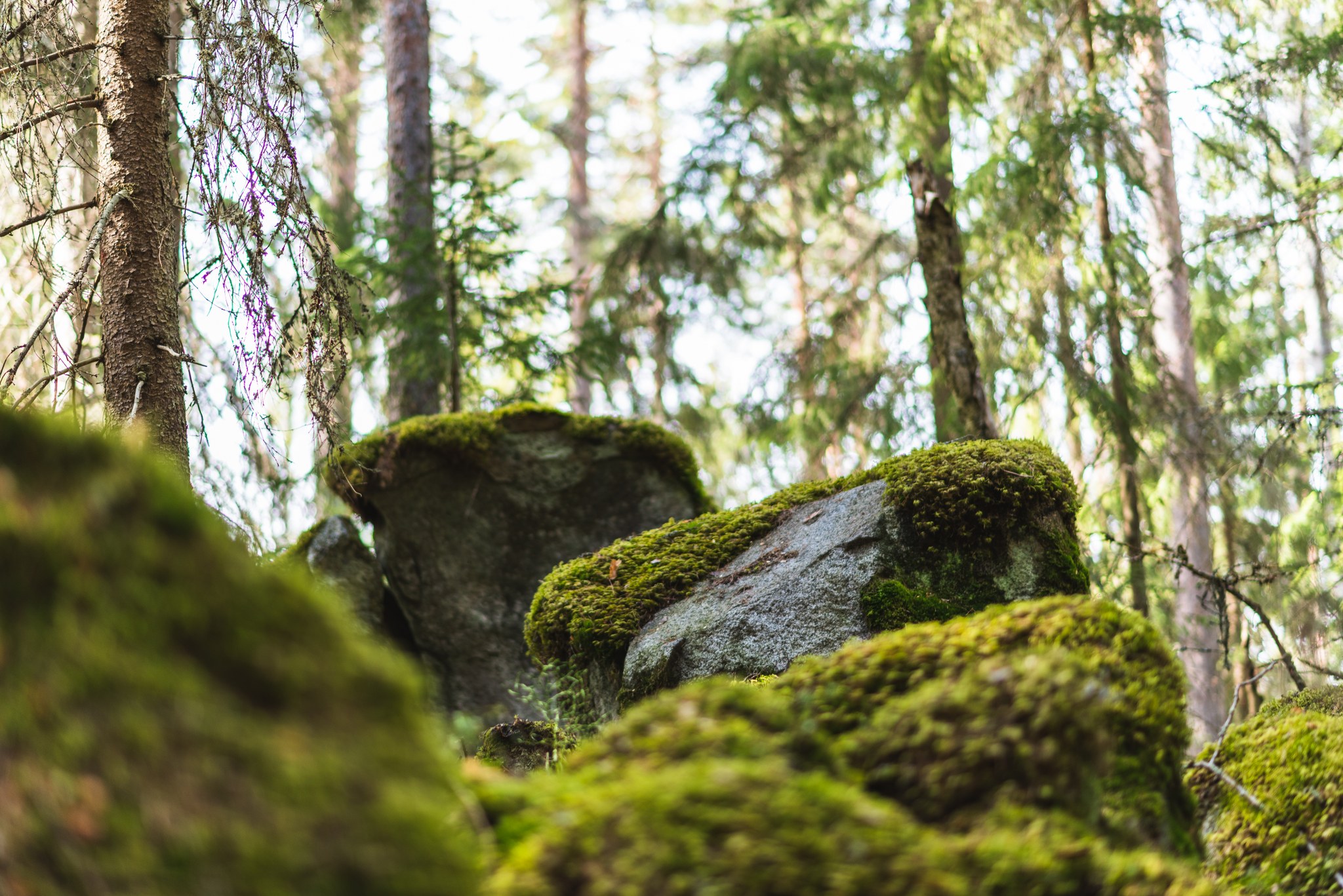 Kuvassa sammaleisia kiviä metsässä